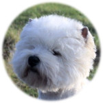 Ch.Caithness Pomkin Top Westie 2008/2009/2010