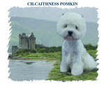 Ch.Caithness Pomkin Top Westie 2008/2009/2010