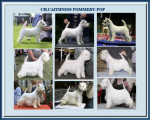 Ch,Caithness Pommery-pop World Ch.2011