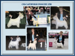 Ch.Caithness Poochy-pie Top Westie 2011