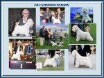 Ch.Caithness Pomkin Top Westie 2008/2009/2010