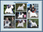 Ch.Caithness Pomkin Top Westie 2008/2009/2010