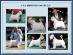 Ch.Caithness Poochy-pie Top Westie 2011