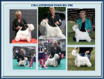 Ch.Caithness Poochy-pie Top Westie 2011